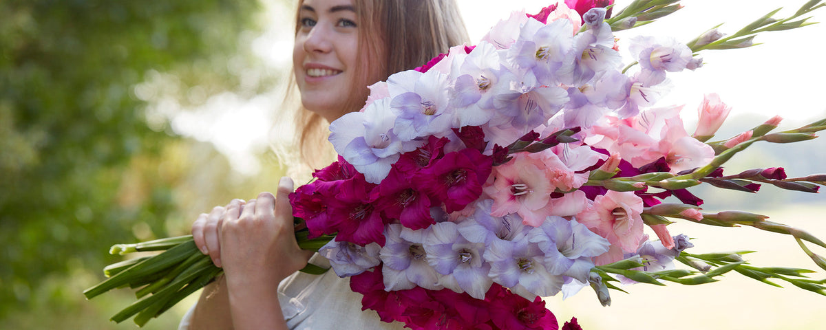 Gladiolukset