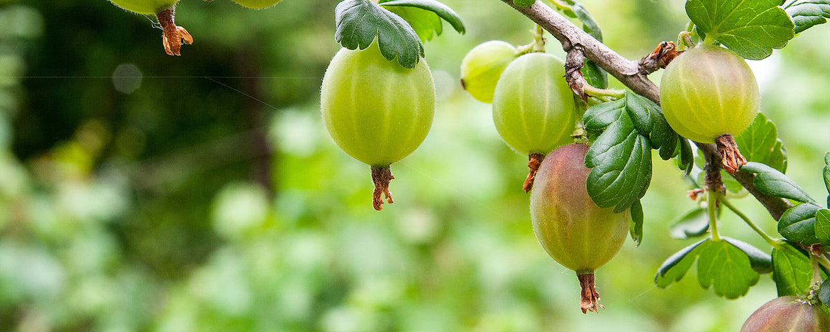 Marjapensaat