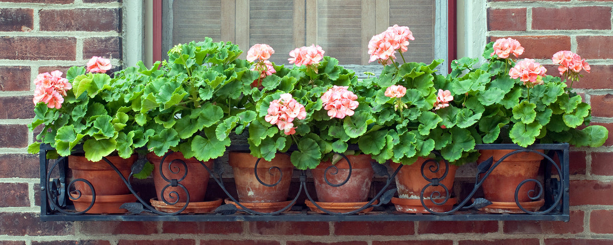 Pelargonit