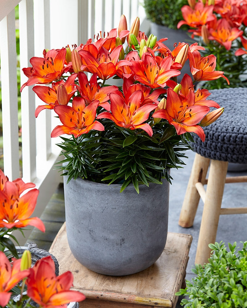 Ruukkulilja Tangerine Joy 10 kpl
