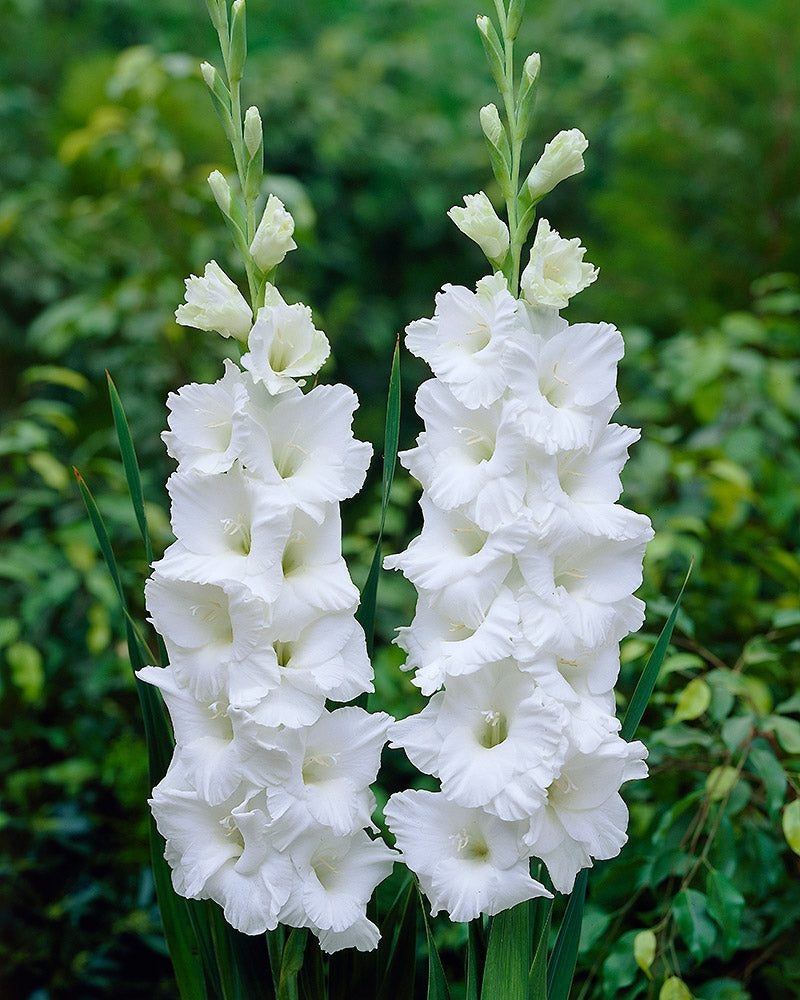 Gladiolus Essential 10 kpl