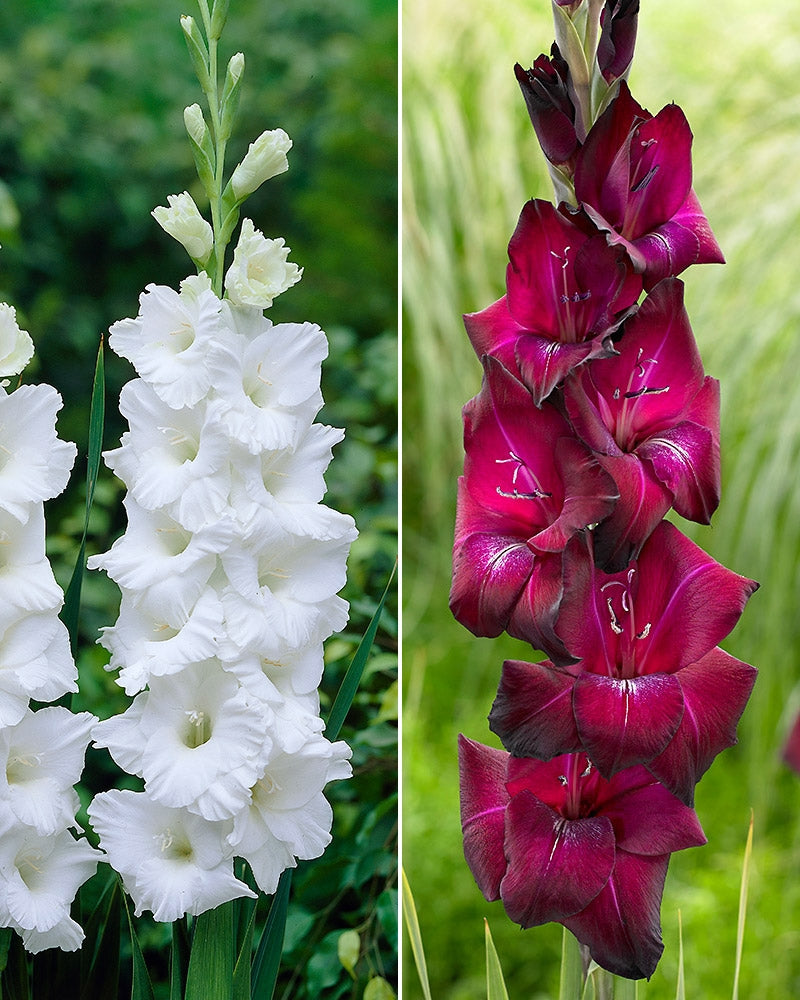 Gladiolus-lajitelma 20 kpl