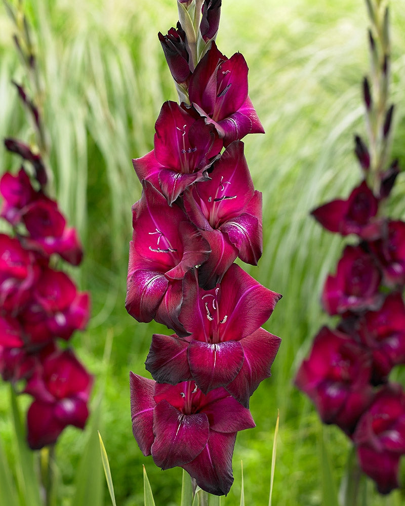 Gladiolus Ravel 10 kpl