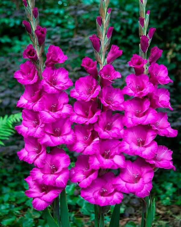 Gladiolus Belvedere 10 kpl