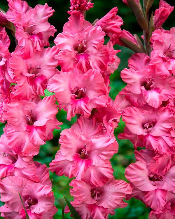 Gladiolus Kingston Ruffle 10 kpl