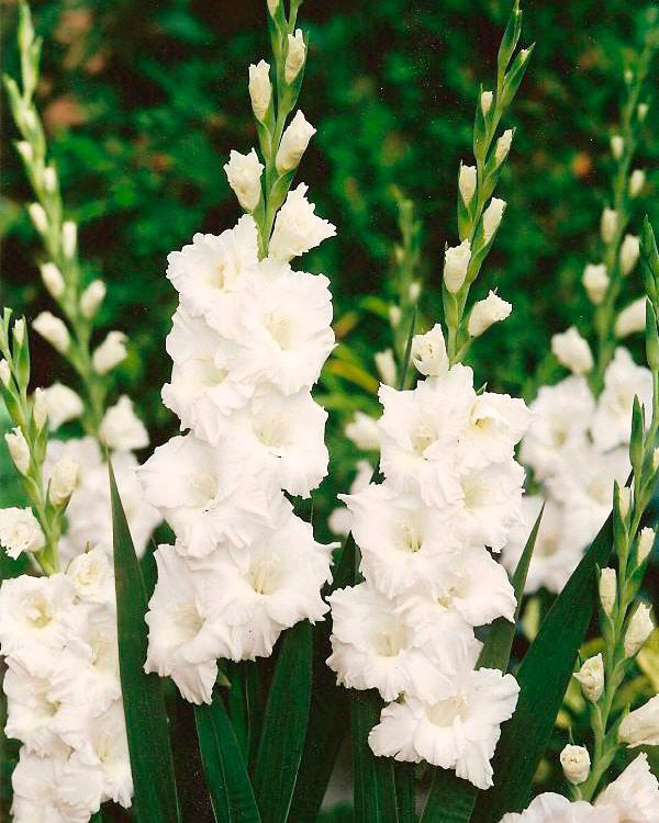 Gladiolus Paloma Blanca 10 kpl