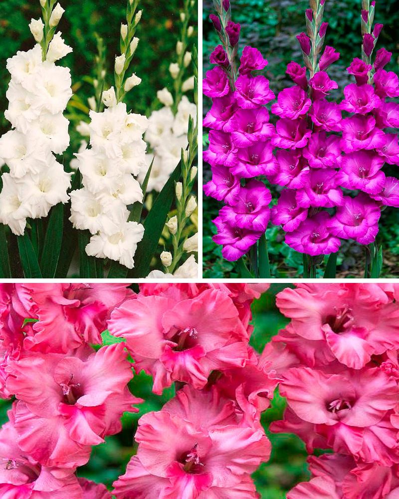 Satumainen-gladioluslajitelma 30 kpl