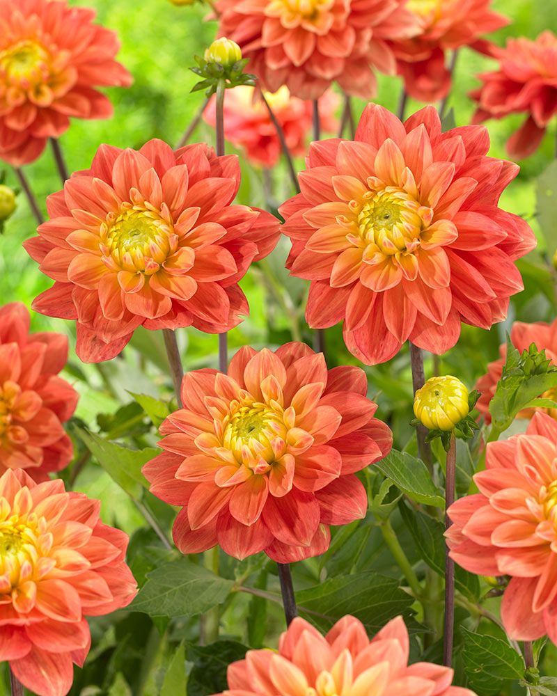 Koristedaalia Tropical Sunset 3 kpl