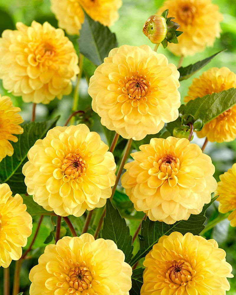 Pompondaalia Golden Scepter