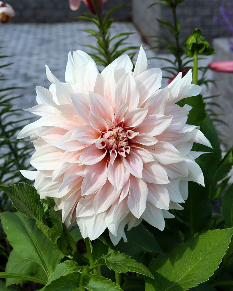 Koristedaalia Cafe au Lait