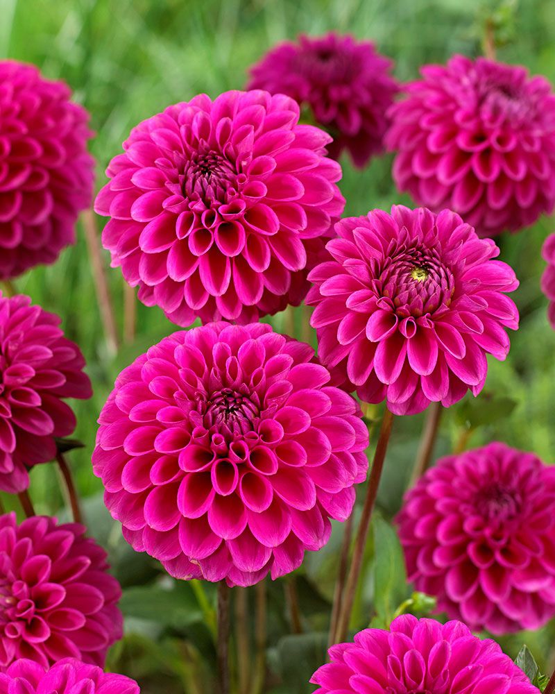 Pallodaalia Purple Fox 3 kpl