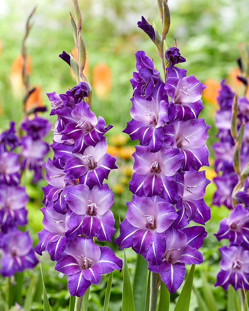 Gladiolus-lajitelma 30 kpl