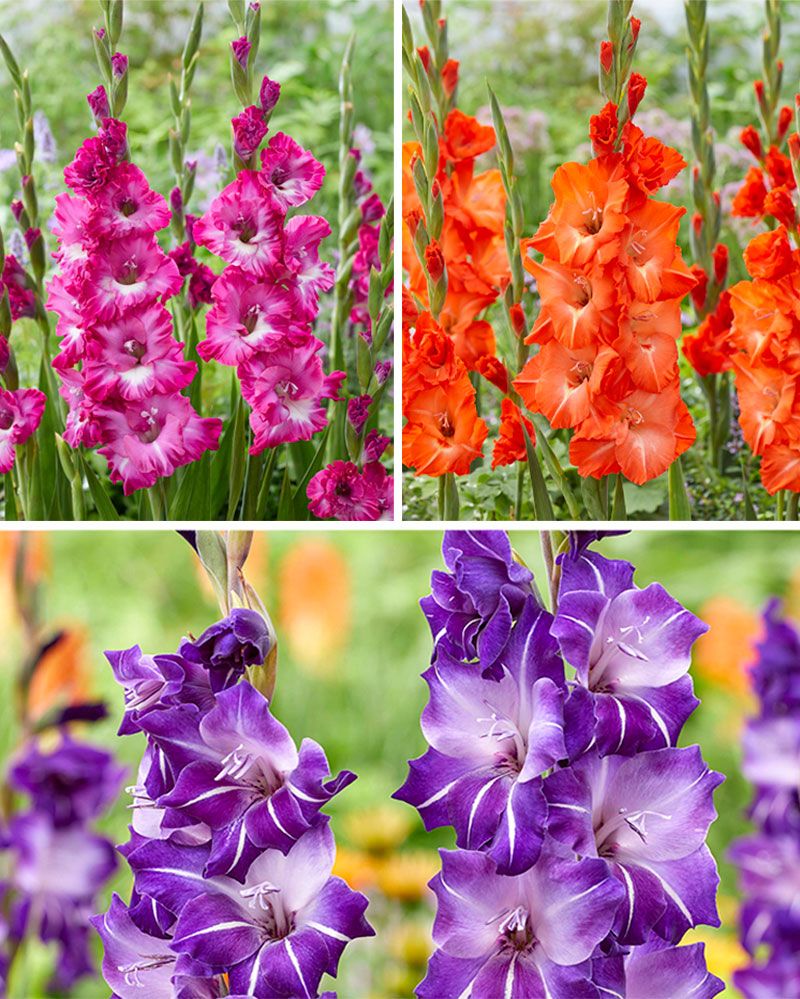 Gladiolus-lajitelma 30 kpl