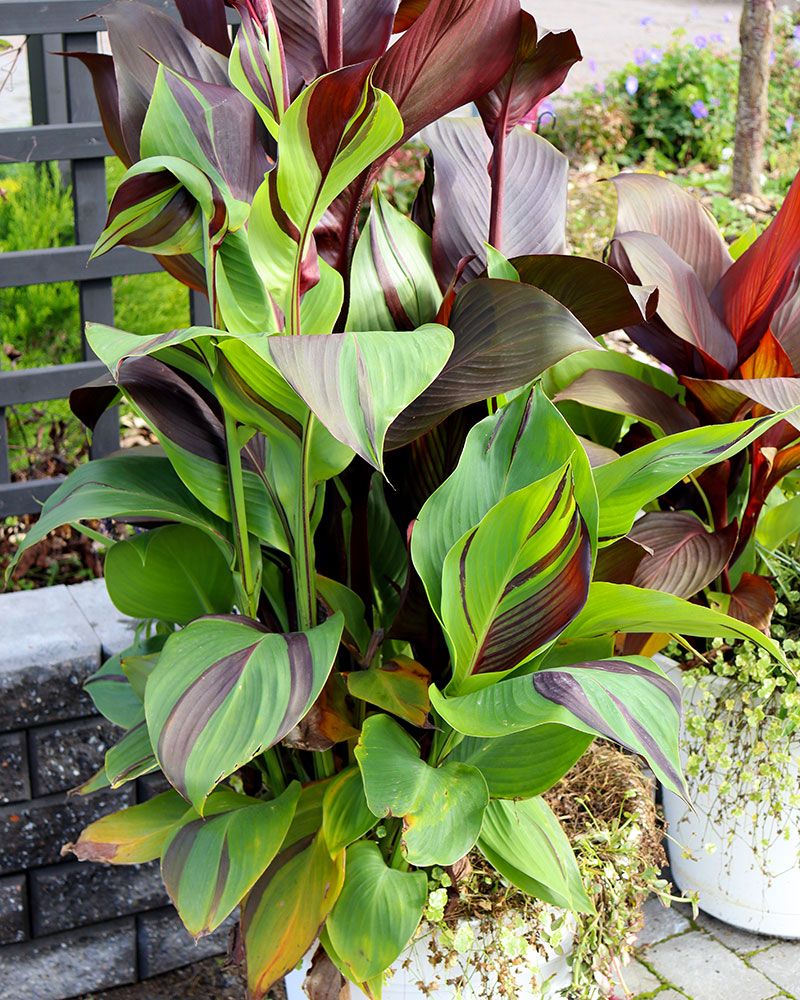 Kanna Cleopatra