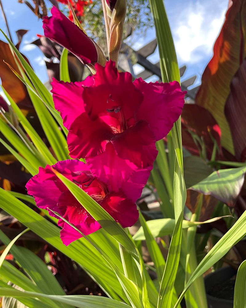 Gladiolus Plumtart 10 kpl