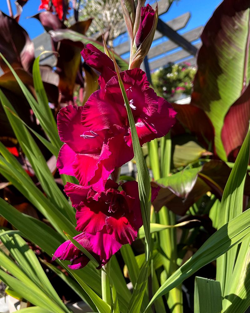 Gladiolus Plumtart 10 kpl