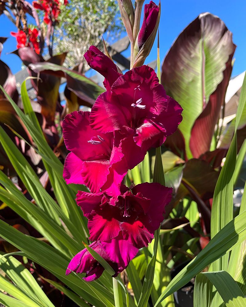 Gladiolus Plumtart 10 kpl