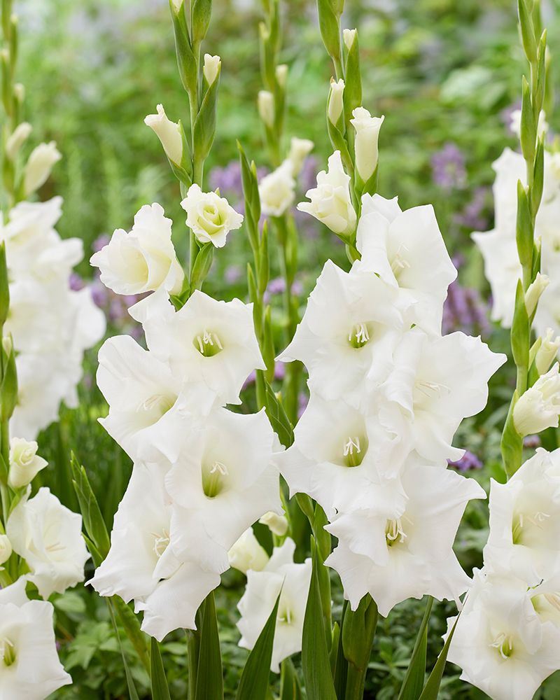 Gladiolus Piet Mohlen 10 kpl