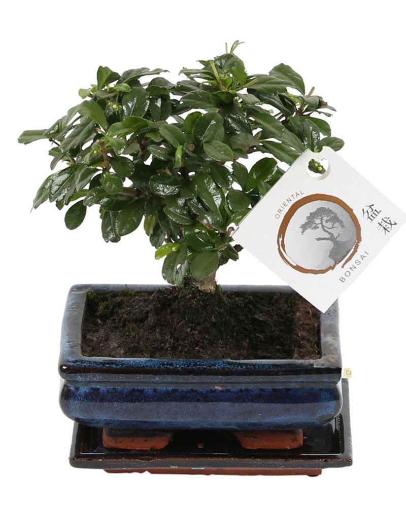 Bonsai Carmona
