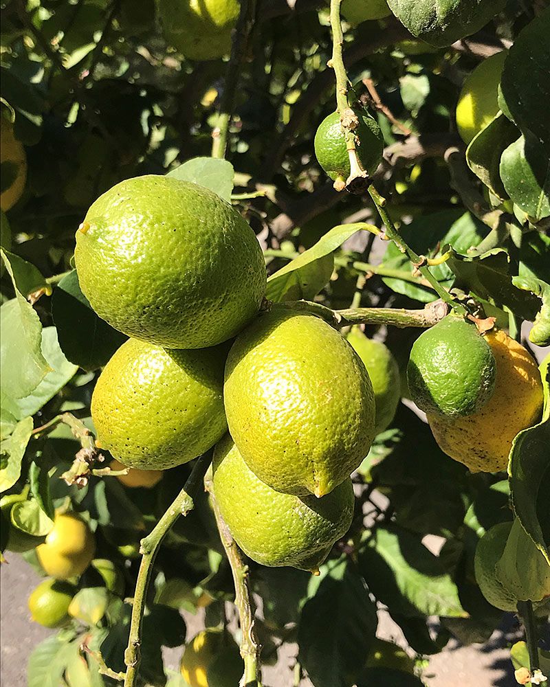 Limetti