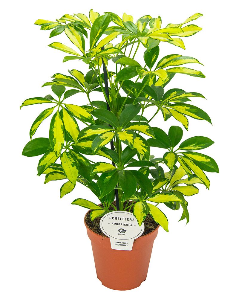 Siroliuska-aralia