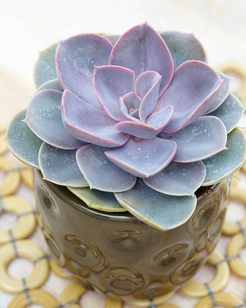 Mehiruusuke Perle von Nurnberg 3 kpl