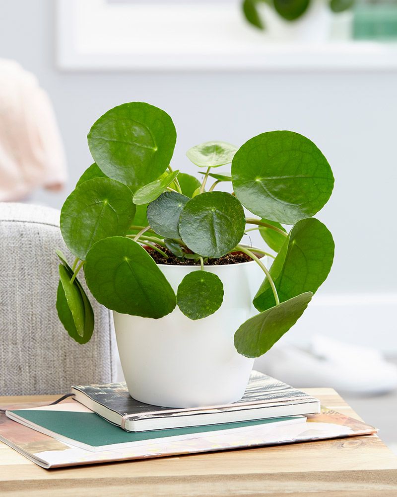 Kilpipiilea