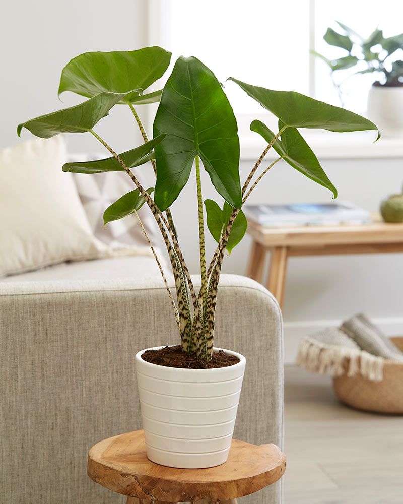 Seepra-alokasia Zebrina