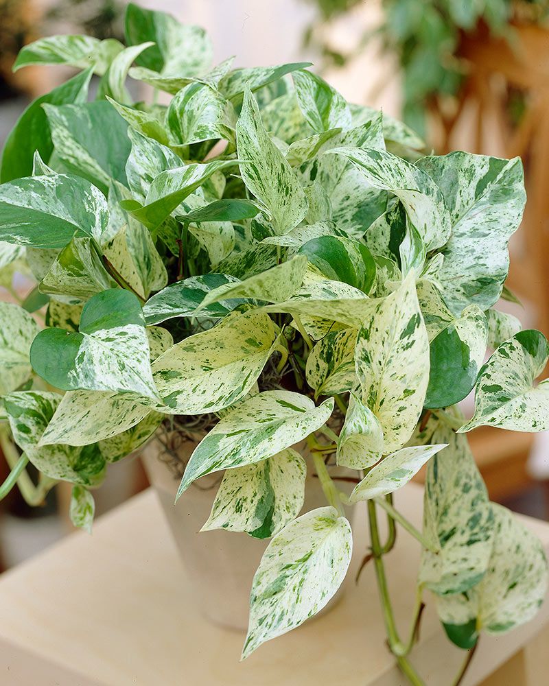 Kultaköynnös Marble Queen