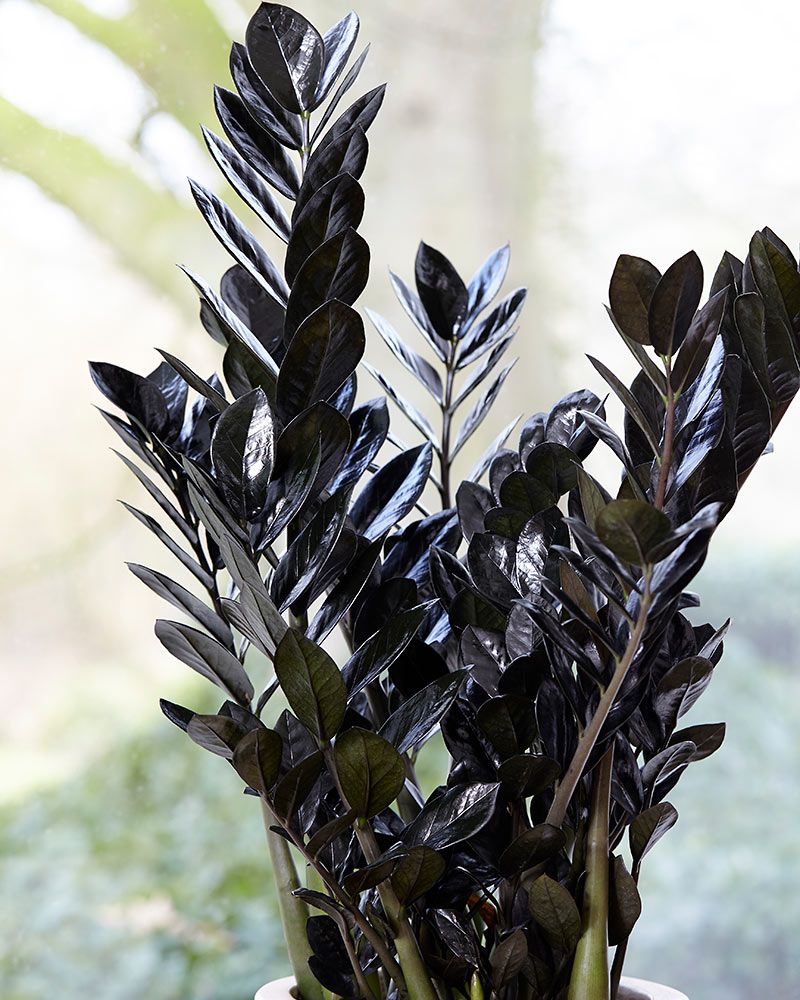 Palmuvehka Raven