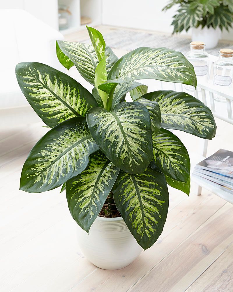 Kirjovehka Tropic Snow