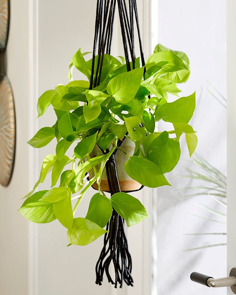 Kultaköynnös Golden Pothos