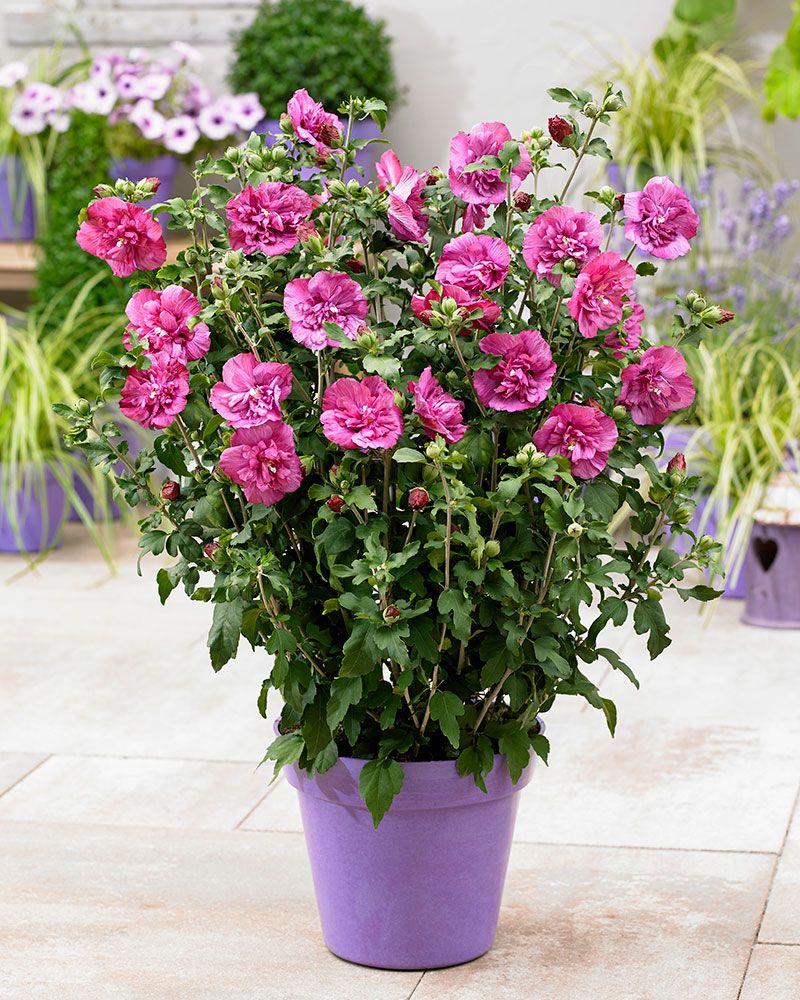 Sinihibiskus mix 3