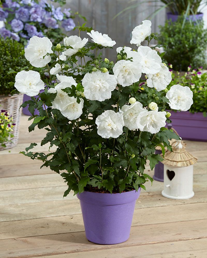 Sinihibiskus mix 3