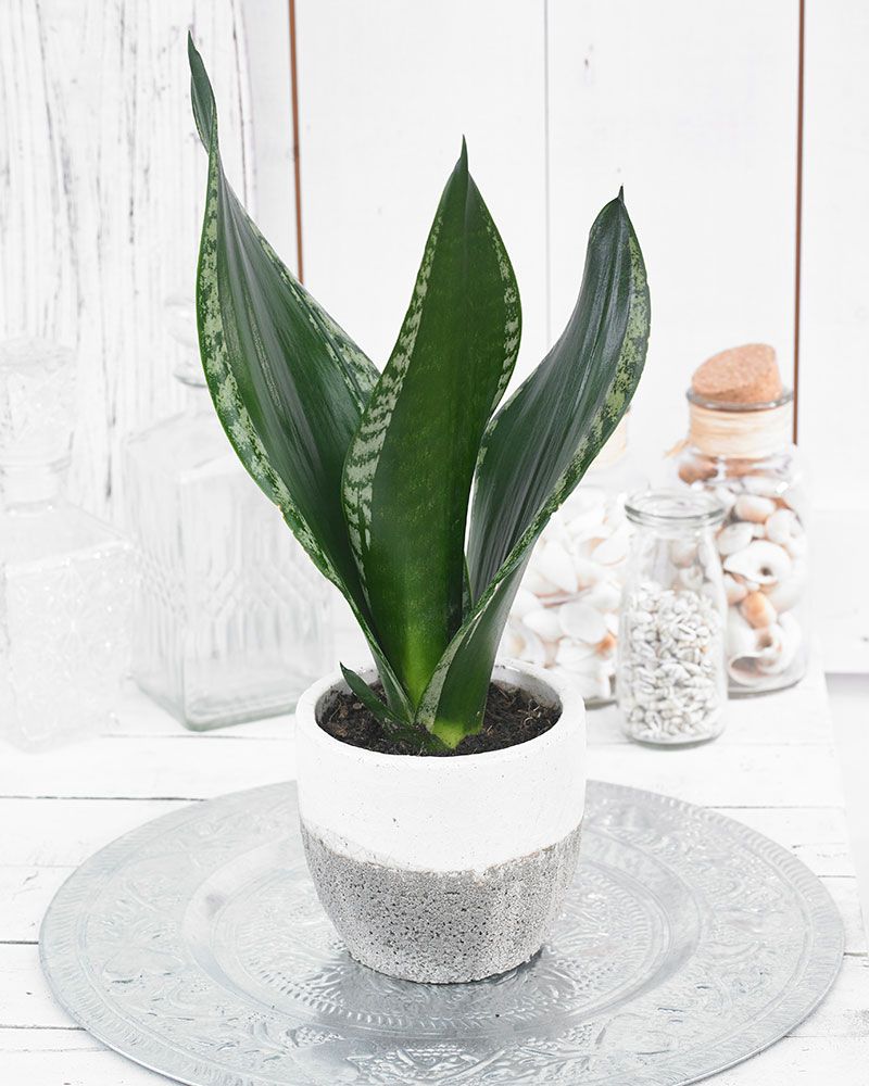 Isoanopinkieli Silver Flame