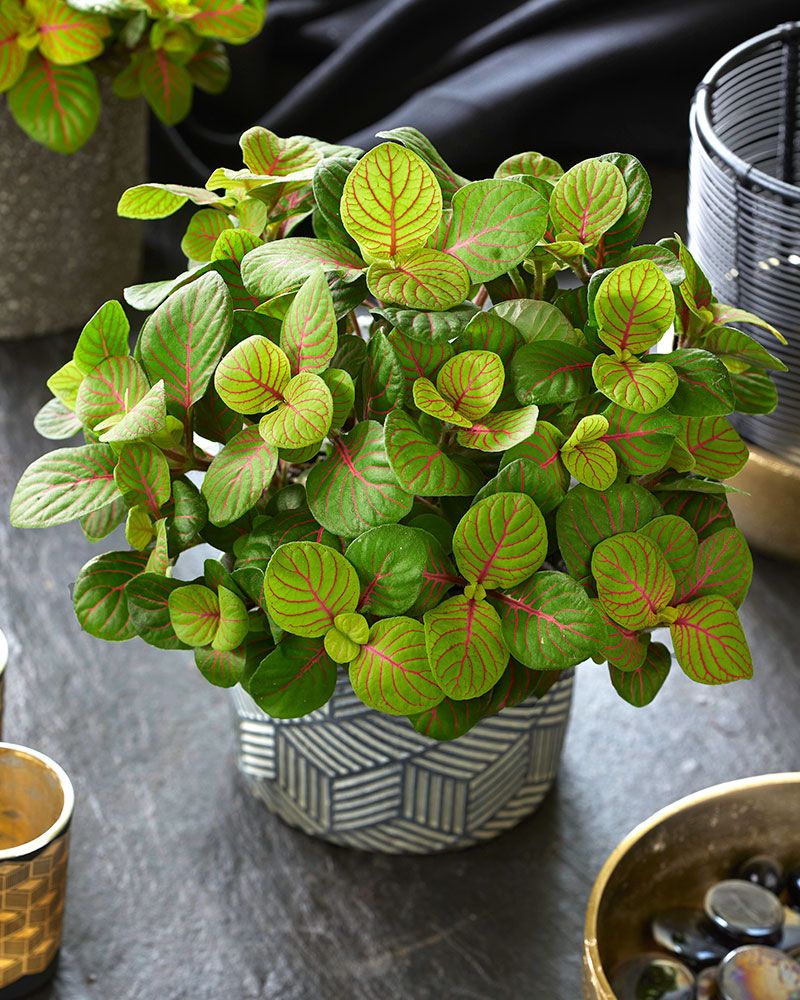 Pitsilehti Bubble Green 3 kpl