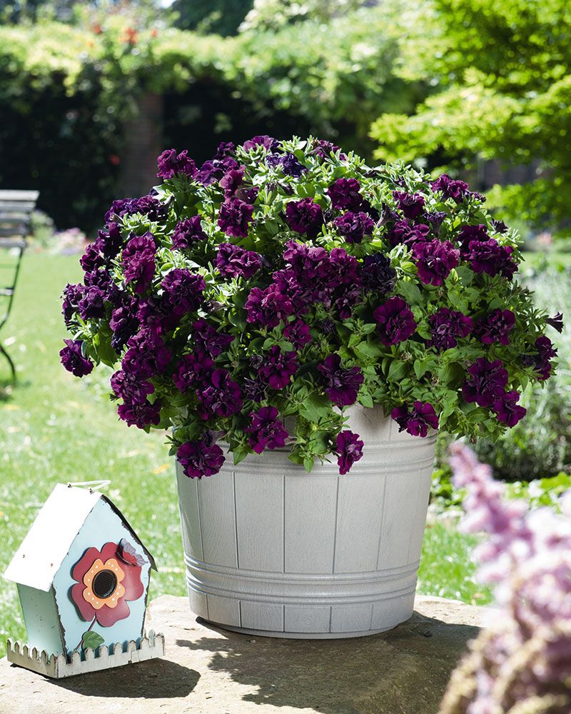 Petunia Origami Burgundy 5 kpl