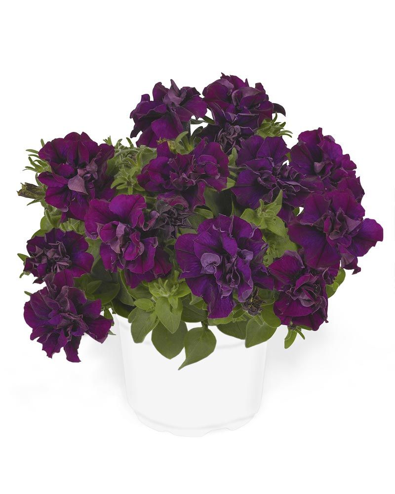 Petunia Origami Burgundy 5 kpl