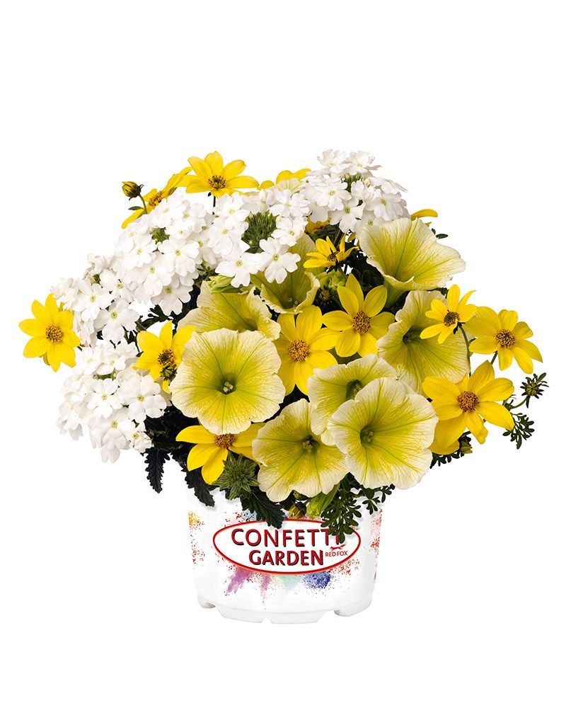Confetti Sunshine 6 kpl