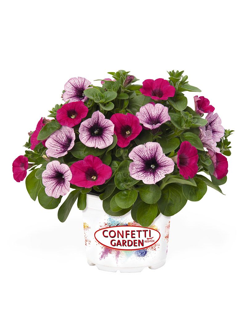 Confetti Peppermint 3 kpl