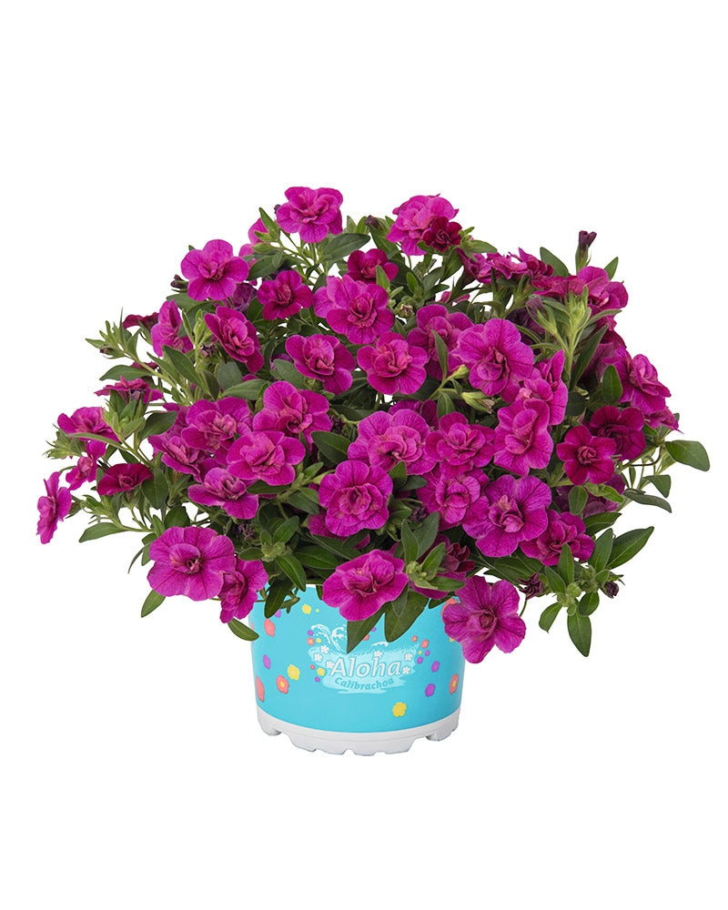 Japaninkello Aloha Double Purple 5 kpl