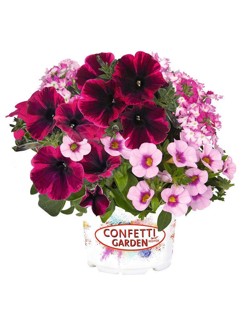 Confetti Shocking Pink 6 kpl