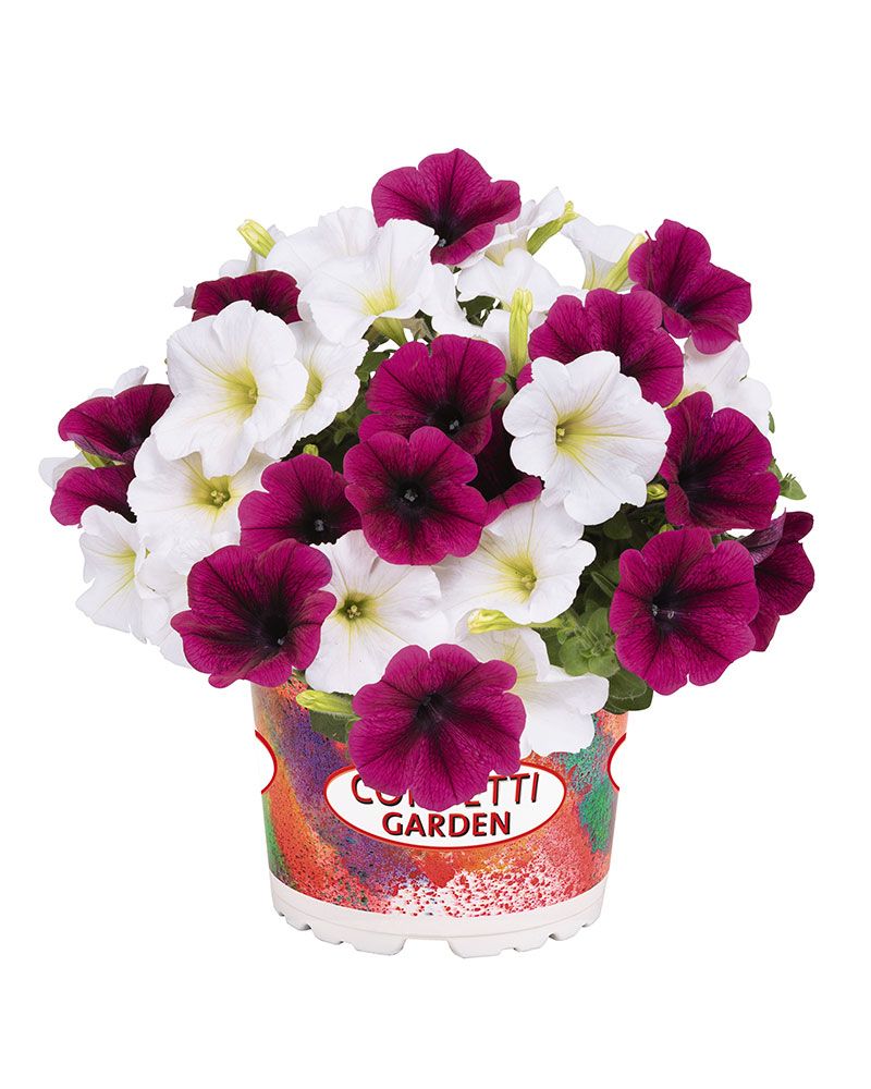 Confetti Purple Reef 3 kpl