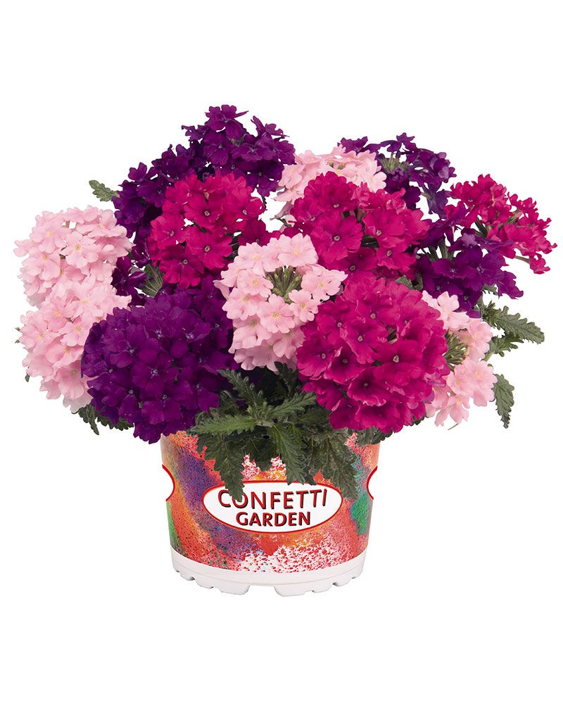 Confetti Linda Victoria 3 kpl