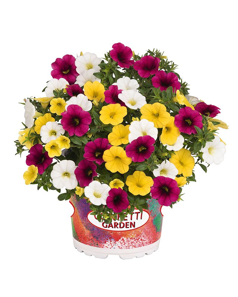 Confetti Hawaiian Hana 3 kpl