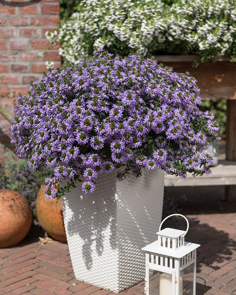 Siniviuhka Blue Shades 5 kpl