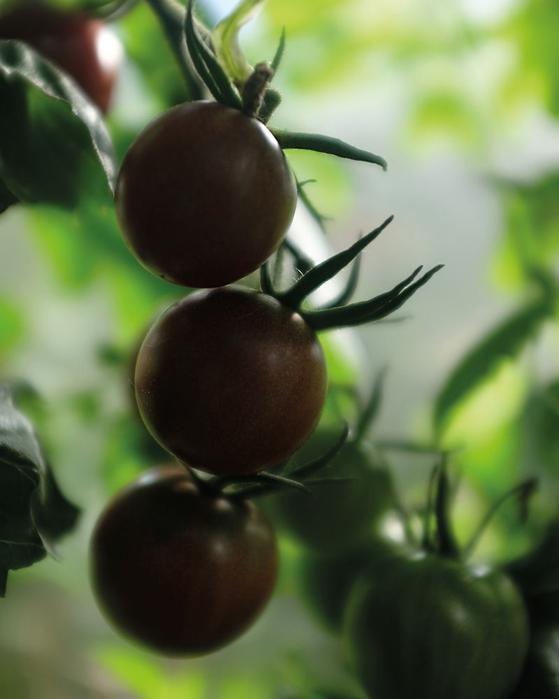 Kirsikkatomaatti Black Cherry luomu