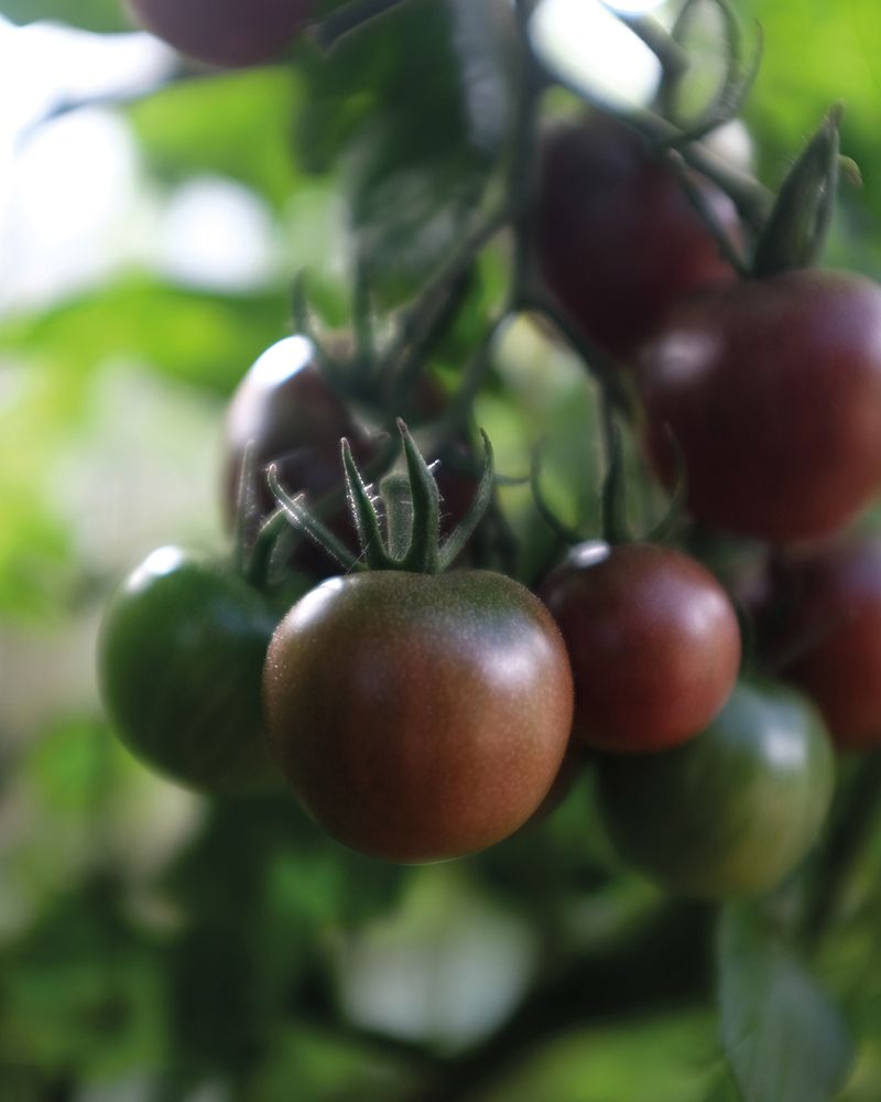 Kirsikkatomaatti Black Cherry luomu