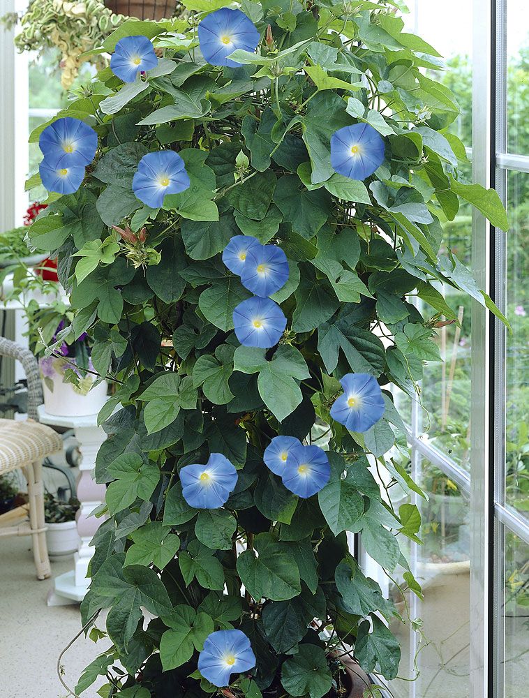 Päivänsini Heavenly Blue