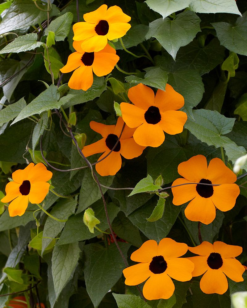 Mustasilmäsusanna oranssi